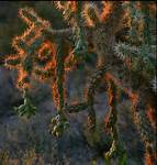 Jumping Cholla wieczorowa pora