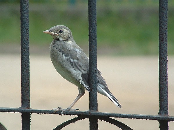 Pliszka Siwa - podlot (Motacilla alba)