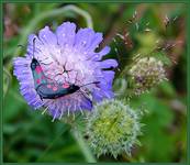 Drakiew i zalotna parka Kraśnika pięcioplamka (Zygaena trifolii)