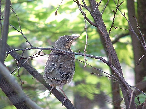 Kwiczoł (Turdus Pilaris) - podlot