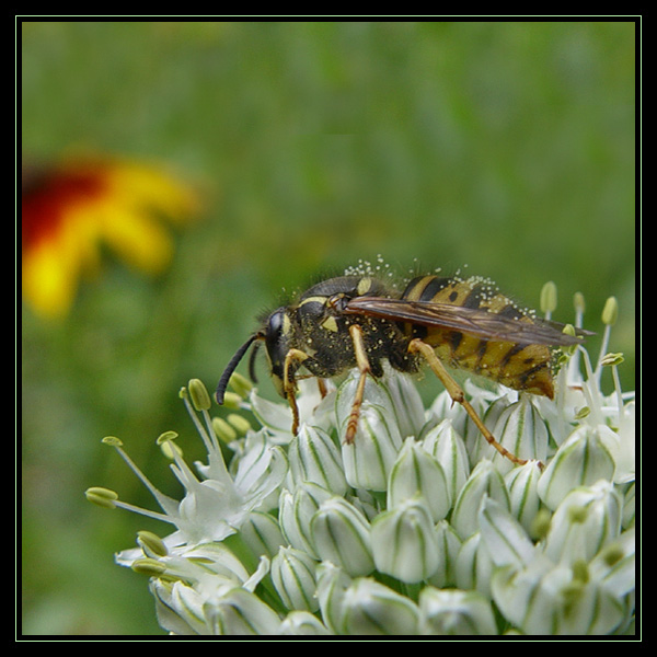 Cebulka