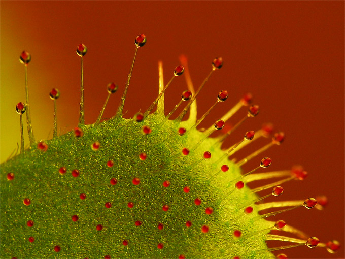 Drosera alicae