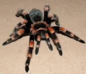 Brachypelma smithi