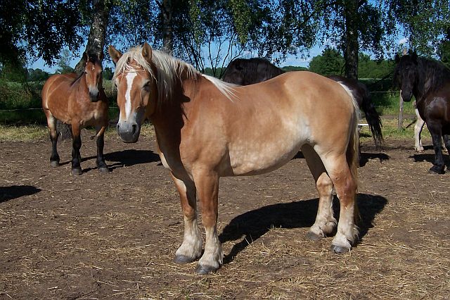 Blondyna i spółka