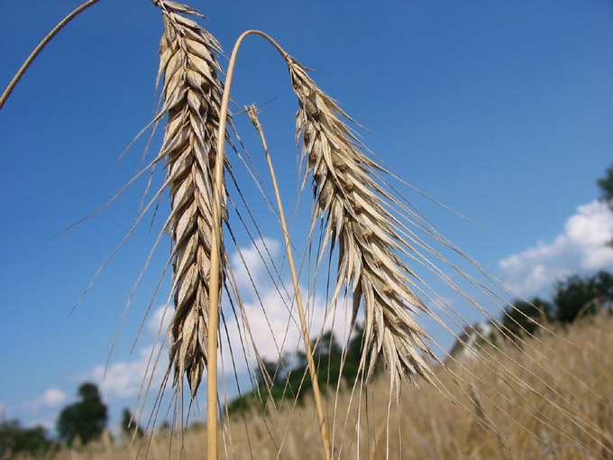 Polski kłos