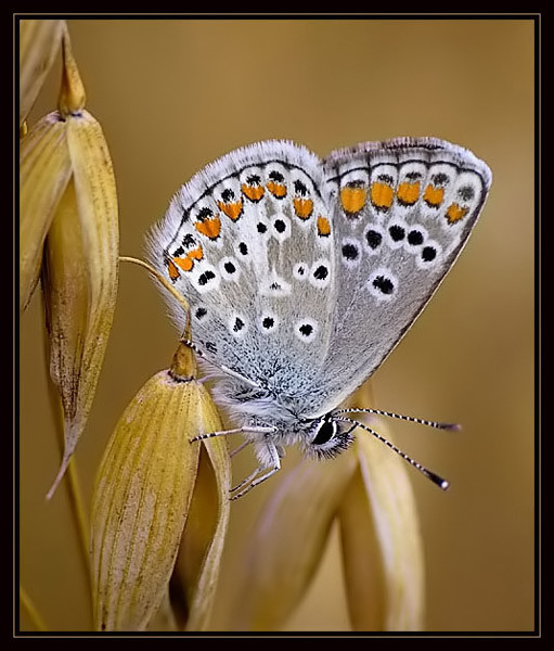 Modraszek agestis (Aricia agestis)