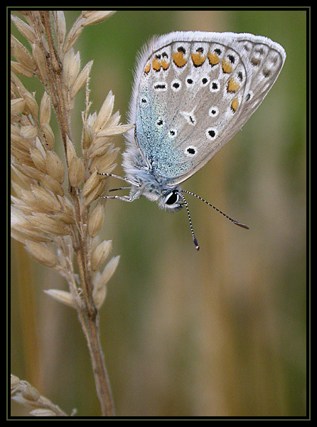 motyl wieczorną porą