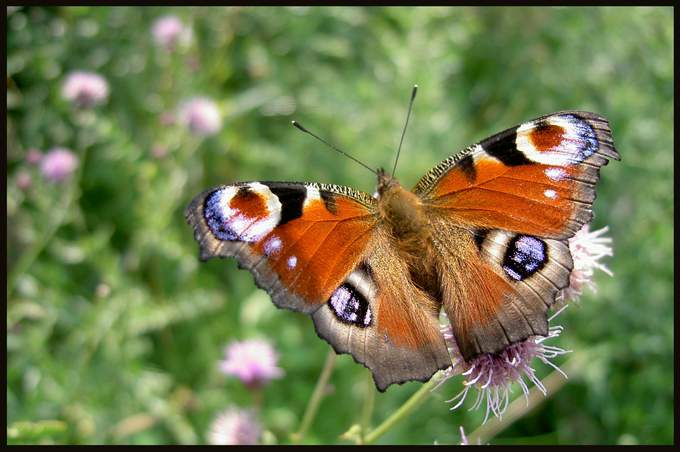 Madame Butterfly