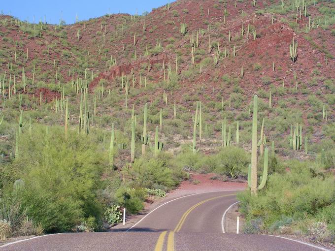 Saguaro