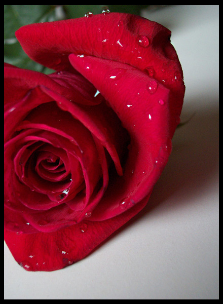 Rose...