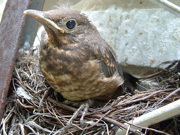 Kos (Turdus Merula) - podlot