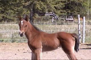 baby horse