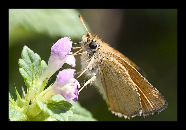 Szamajacy Motyl