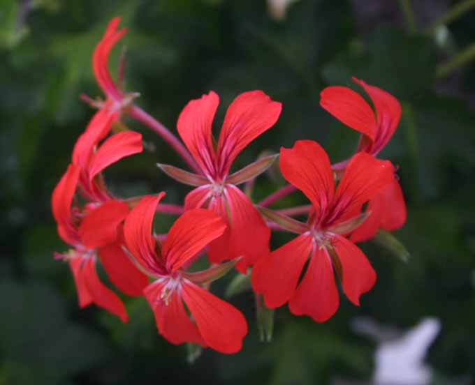 pelargonia opadająca