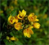 Tojeść kropkowana (Lysimachia punctata)