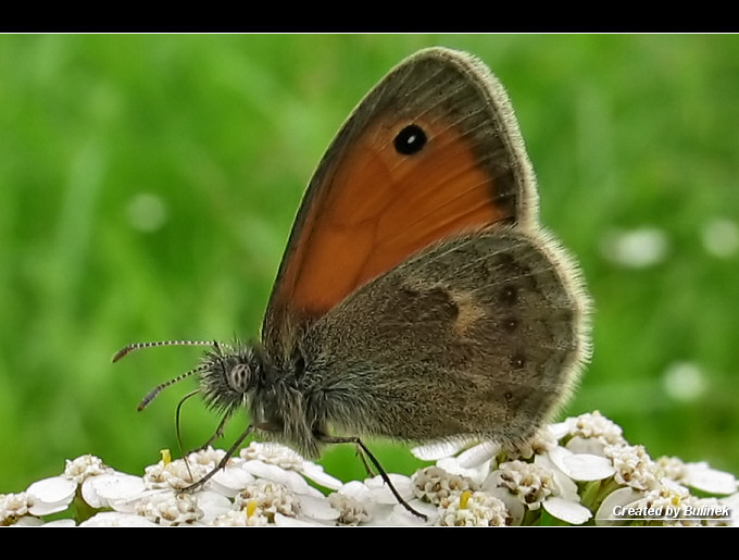 Motylek Strzepotek Ruczajnik (Coenonympha Pamphilus).