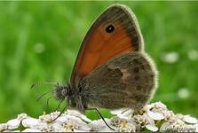 Motylek Strzepotek Ruczajnik (Coenonympha Pamphilus).