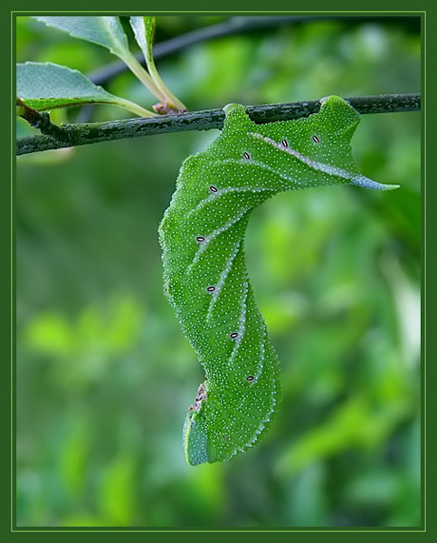 Nastrosz półpawik (Smerinthus ocellatus) - gąsienica