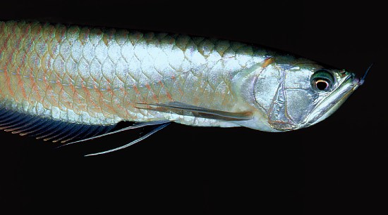 arowana