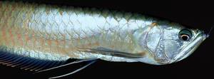 arowana