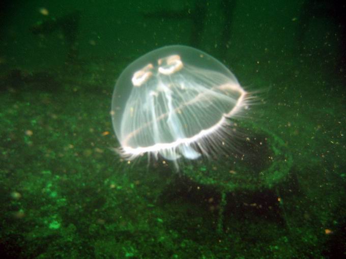 Meduza