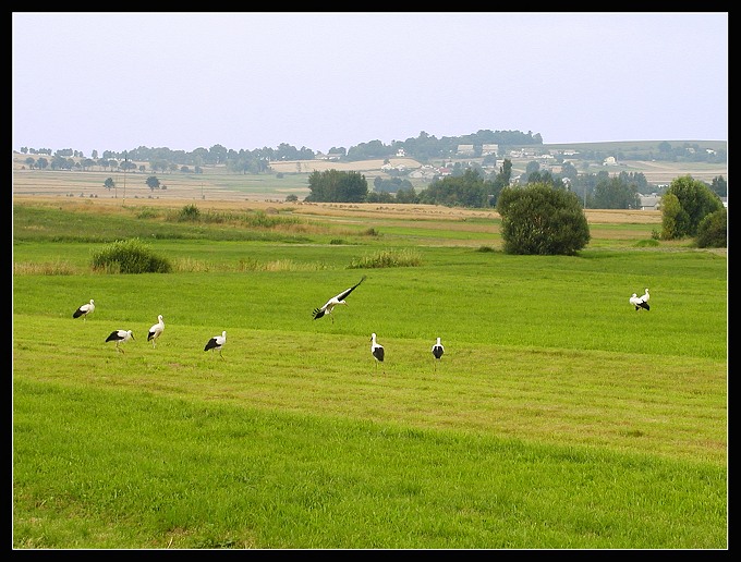 Boćkoland (chłopaki lecimy na piwo)