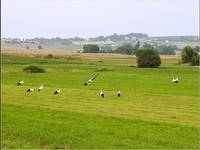 Boćkoland (chłopaki lecimy na piwo)