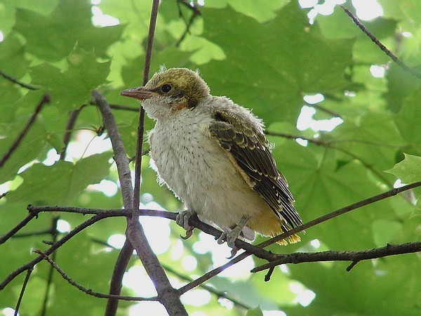 Wilga - podlot  (Oriolus oriolus)