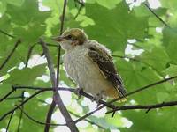 Wilga - podlot  (Oriolus oriolus)