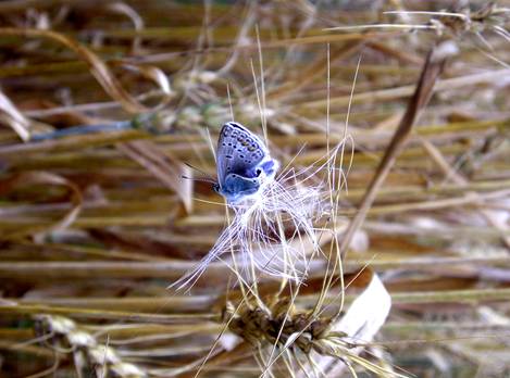 motyl