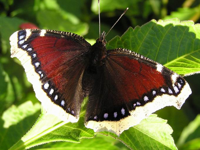 motyl dla tych co idą na jakość nie ilość