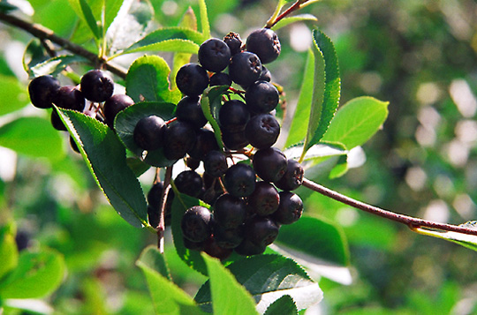 Aronia