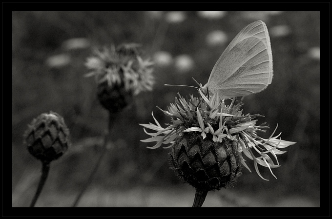 Motyl_BW