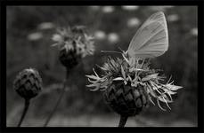 Motyl_BW