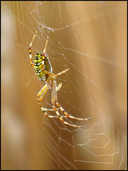 Tygrzyk paskowany (Argiope bruennichi)