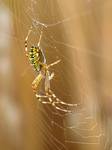 Tygrzyk paskowany (Argiope bruennichi)