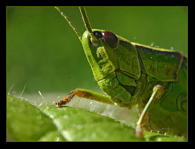 szarańczak Skoczek zielony (Omocestus viridulus)