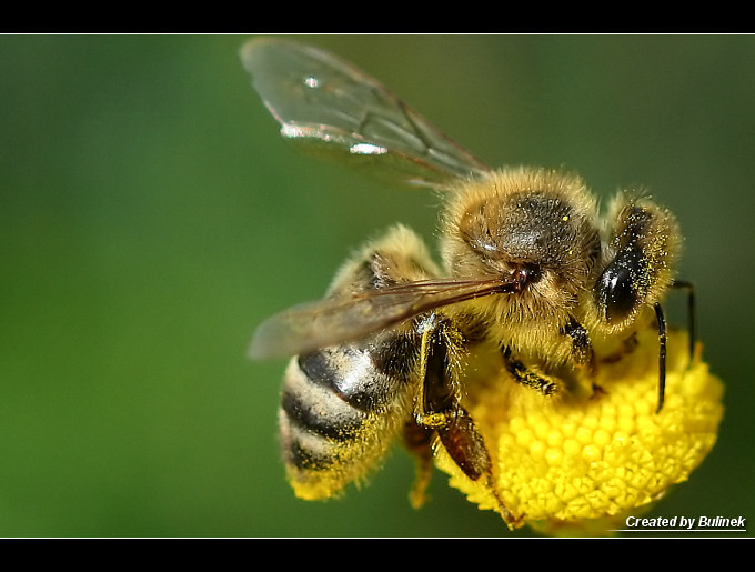 Bzzzz... :]