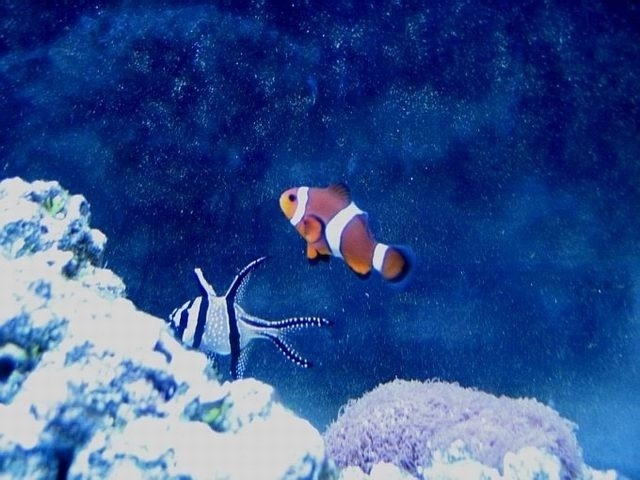 Gdzie jest Nemo...???