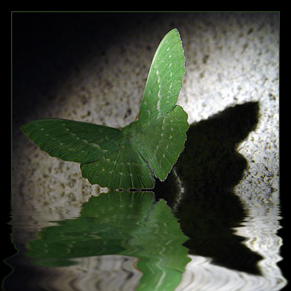 Nocny połów - Miernik Zieleniak (Geometra Paplilionaria)