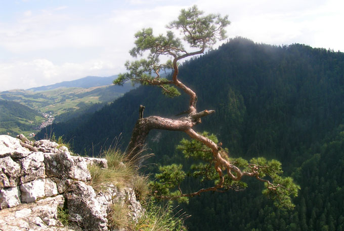 Reliktowa sosna na Sokolicy