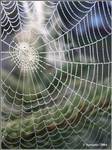 WEB (I)