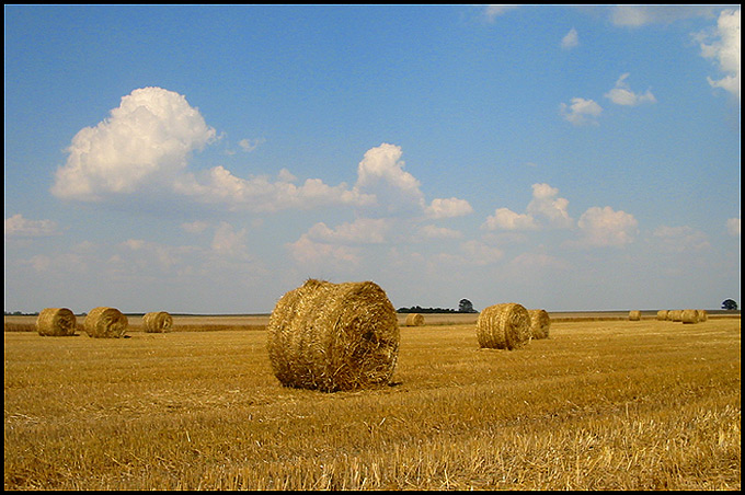 Czas żniw