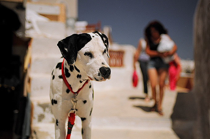 Dalmatyńczyk z Santorini :)