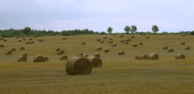 Po żniwach