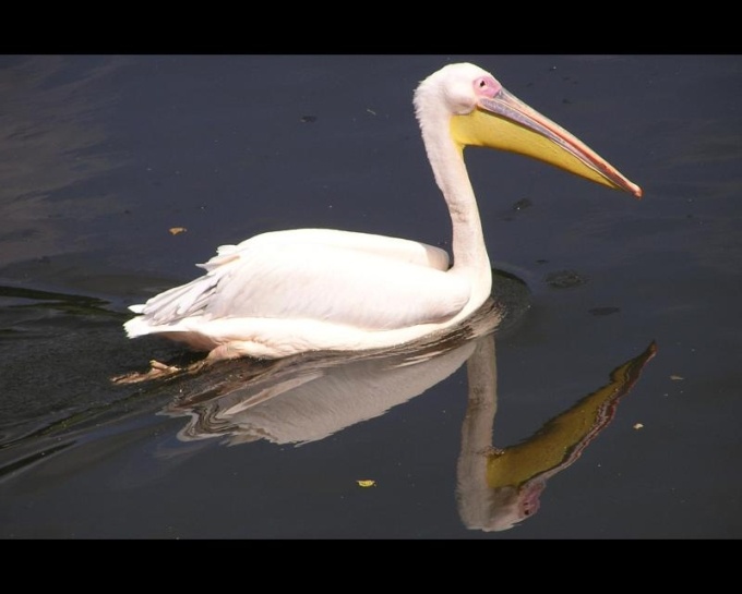 Pelecanus onocrotalus