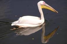 Pelecanus onocrotalus