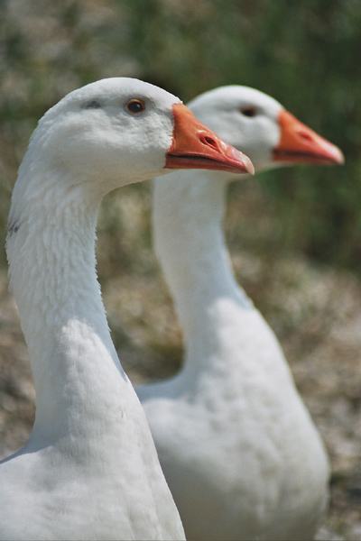 izabella i florian