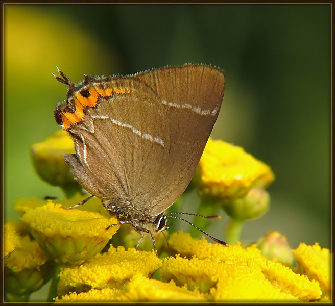 Ogończyk wiązowiec (Satyrium w-album)