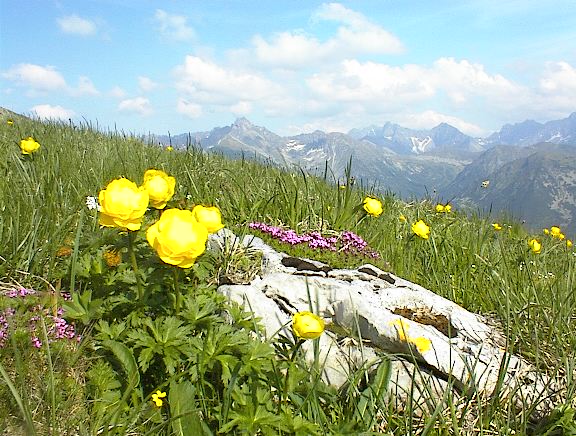 pełniki europejskie (Trollius europaeus)